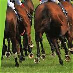 bet on horses